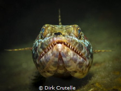 lizardfish was laying on a piece of a wreck, I could only... by Dirk Crutelle 